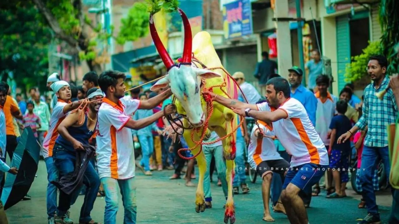 bailgadasharyatbullmusthaveeartagshetkarihlepline34000117115476230525