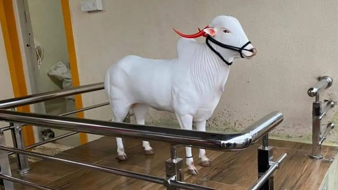 bailgadasharyatbullmusthaveeartagshetkarihlepline47416560723054962789