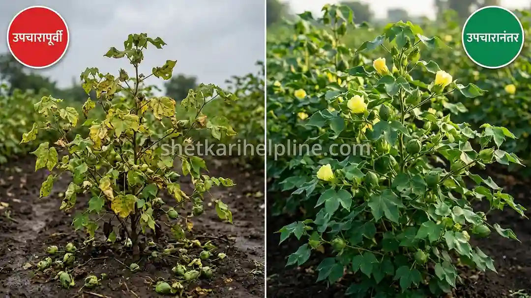 कपाशी पातेगळ उपाय: 100% खात्रीशीर 1 देशी फॉर्म्युला; अवघ्या ₹100 खर्चात मिळवा Best बंपर उत्पादन! 3 कपाशी पातेगळ उपाय पूर्वी आणि नंतर दृश्य बदल शेतकरी हेल्पलाईन
