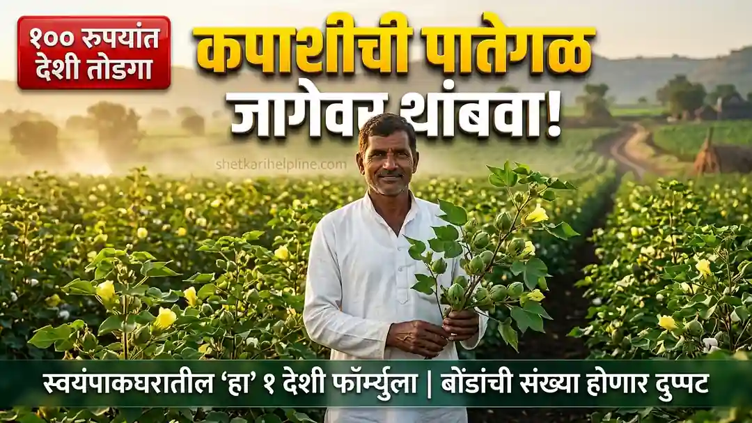 कपाशी पातेगळ उपाय देशी फवारणी शेतकरी हेल्पलाईन