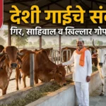 देशी गाईंचे संवर्धन गिर साहिवाल खिल्लार गोपालन a2 दूध शेतकरी हेल्पलाईन