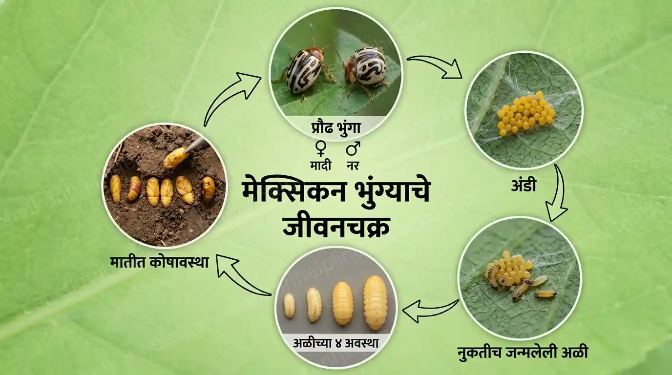 या विद्यापीठात फक्त २ रुपये घेऊन जा आणि गाजरगवताचा कायमचा नायनाट करा! काय आहे हा विषय? वाचा सविस्तर 1 मेक्सिकन भुंग्याचे जीवनचक्र