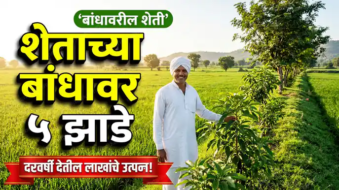 शेताच्या बांधावर ५ झाडे शेतकरी हेल्पलाईन