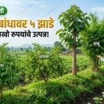 शेताच्या बांधावर ५ झाडे शेवगा आवळा सागवान बांबू सीताफळ शेतकरी हेल्पलाईन
