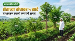 शेताच्या बांधावर ५ झाडे शेवगा आवळा सागवान बांबू सीताफळ शेतकरी हेल्पलाईन