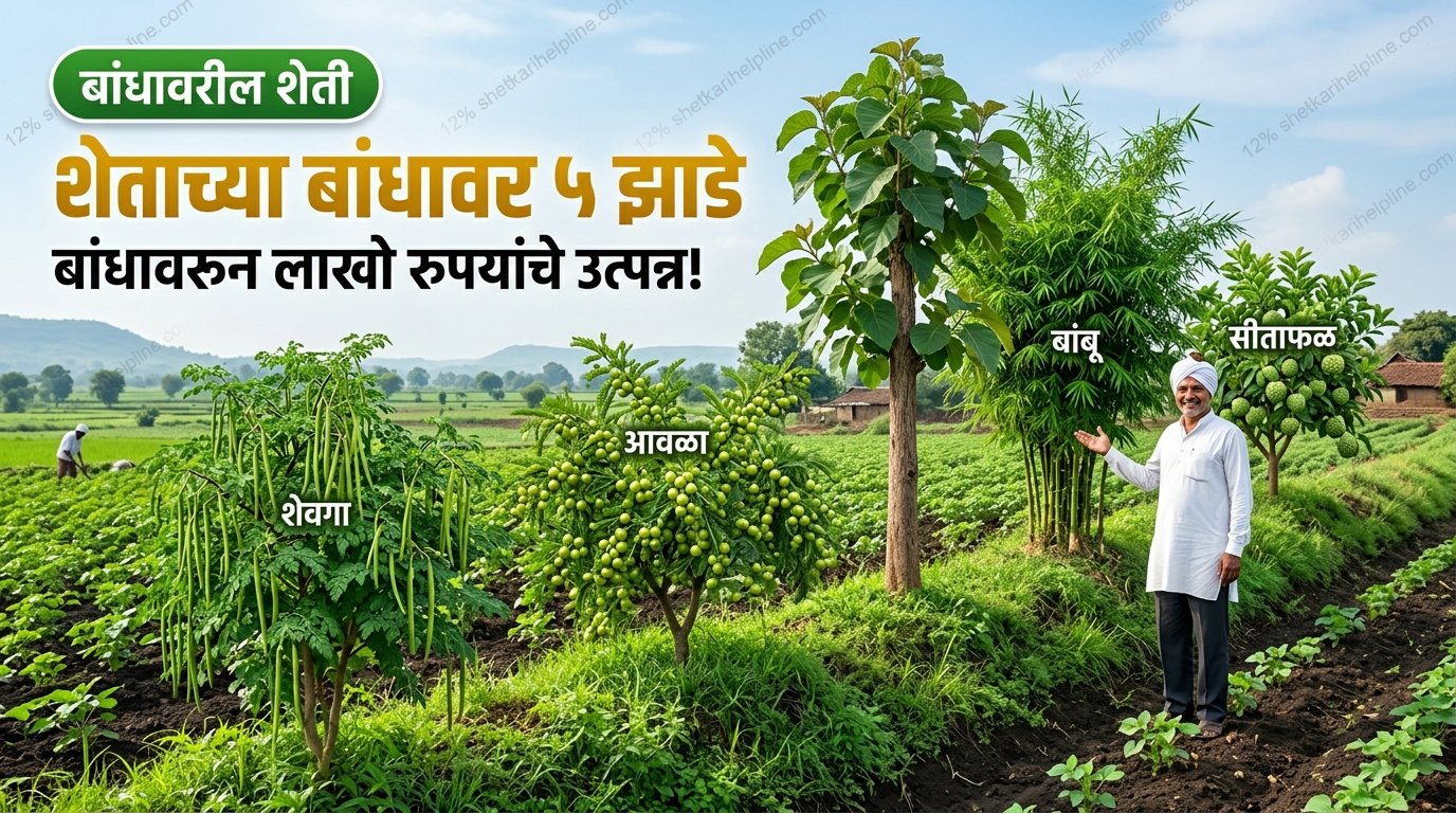 शेताच्या बांधावर ५ झाडे शेवगा आवळा सागवान बांबू सीताफळ शेतकरी हेल्पलाईन