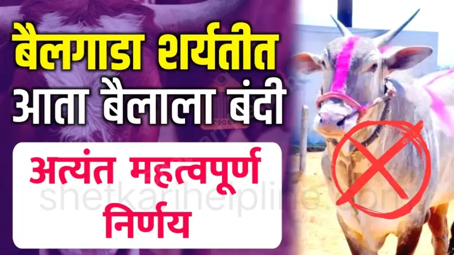 बैलगाडा शर्यत नियम: शासनाची नवीन नियमावली जारी; नियमांचे उल्लंघन केल्यास थेट गुन्हा